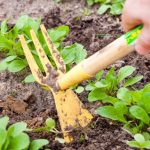 Ghidul activităților de primăvară în grădină