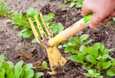 gradina-primavara-715x415